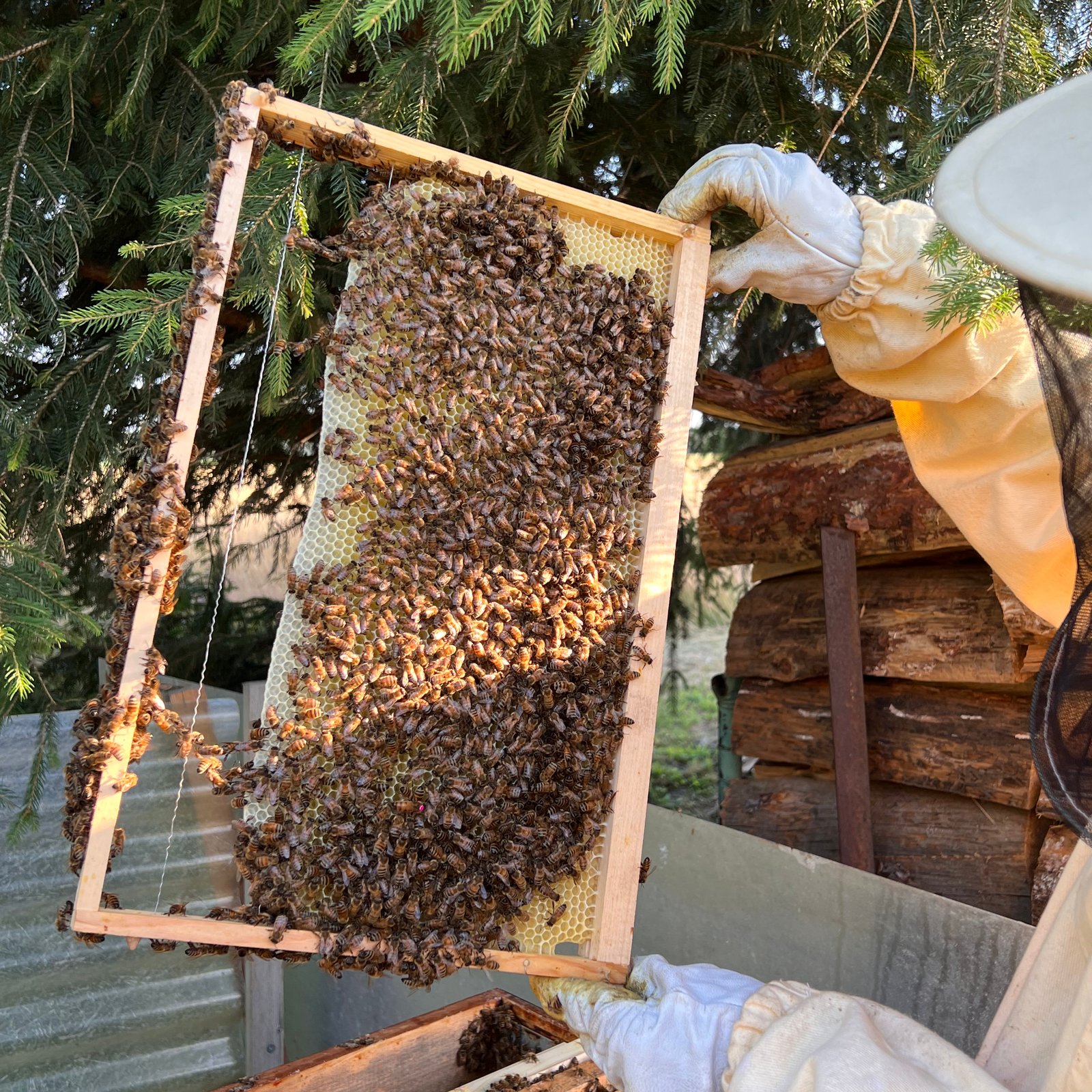 Imker bei der Arbeit an der Bienenwabe
